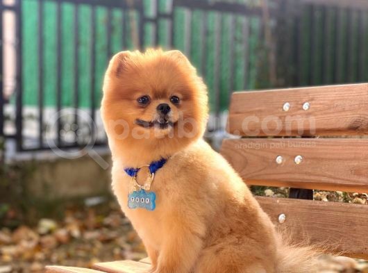 Yakışıklı Pomeranian Boo Yetişkin Evlatlarım görsel