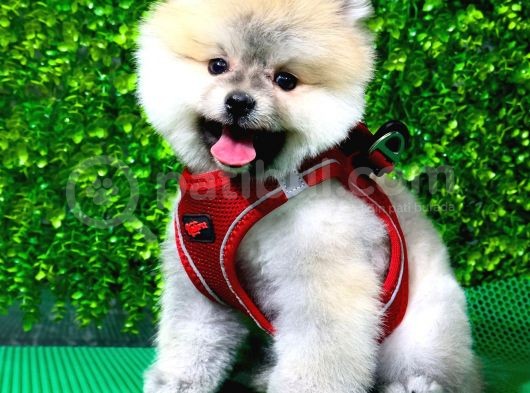 İstanbul'Da Elden Teslim Pomeranian Boo Yavrularımız görsel