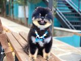 Yakışıklı Pomeranian Boo Yetişkin Evlatlarım
