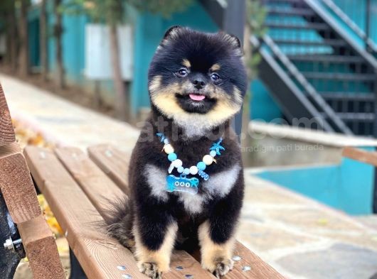 Yakışıklı Pomeranian Boo Yetişkin Evlatlarım görsel
