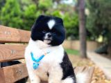 Yakışıklı Pomeranian Boo Yetişkin Evlatlarım