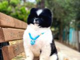 Yakışıklı Pomeranian Boo Yetişkin Evlatlarım