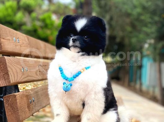 Yakışıklı Pomeranian Boo Yetişkin Evlatlarım