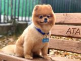 Üç Adet 1 Yaşında Erkek Pomeranian Boo Yavrularımız