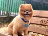Üç Adet 1 Yaşında Erkek Pomeranian Boo Yavrularımız