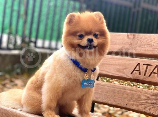 Üç Adet 1 Yaşında Erkek Pomeranian Boo Yavrularımız görsel