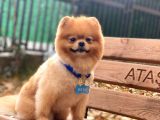 Üç Adet 1 Yaşında Erkek Pomeranian Boo Yavrularımız