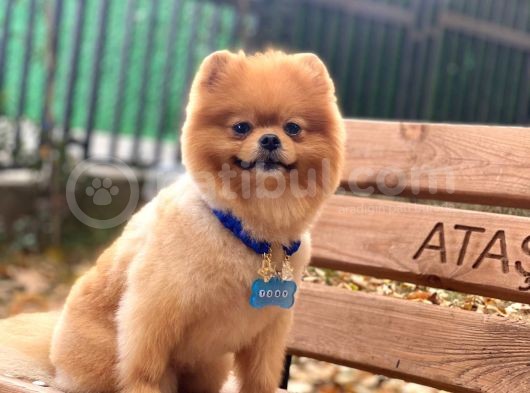 Üç Adet 1 Yaşında Erkek Pomeranian Boo Yavrularımız görsel