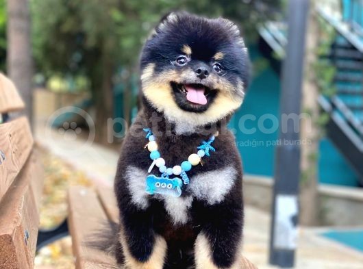 Üç Adet 1 Yaşında Erkek Pomeranian Boo Yavrularımız görsel
