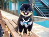 Üç Adet 1 Yaşında Erkek Pomeranian Boo Yavrularımız