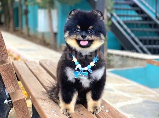 Üç Adet 1 Yaşında Erkek Pomeranian Boo Yavrularımız görsel