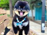 Üç Adet 1 Yaşında Erkek Pomeranian Boo Yavrularımız