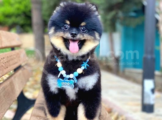 Üç Adet 1 Yaşında Erkek Pomeranian Boo Yavrularımız görsel