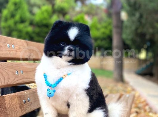 Üç Adet 1 Yaşında Erkek Pomeranian Boo Yavrularımız görsel