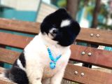 Üç Adet 1 Yaşında Erkek Pomeranian Boo Yavrularımız