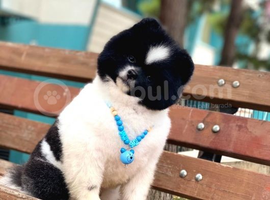 Üç Adet 1 Yaşında Erkek Pomeranian Boo Yavrularımız görsel