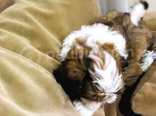 Pufidik Shıhtzu Kuzucuklar görsel
