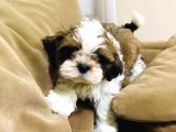 Pufidik ShıhTzu Kuzucuklar