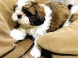 Pufidik Shıhtzu Kuzucuklar