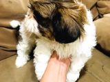 Pufidik Shıhtzu Kuzucuklar