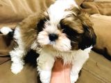 Pufidik Shıhtzu Kuzucuklar