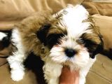 Pufidik Shıhtzu Kuzucuklar