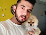 İstanbul'Da Elden Teslim Pomeranian Boo Yavrularımız