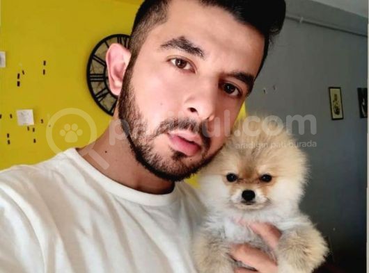 İstanbul'Da Elden Teslim Pomeranian Boo Yavrularımız görsel
