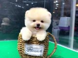 İstanbul'Da Elden Teslim Pomeranian Boo Yavrularımız