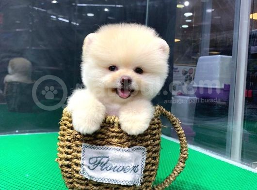 İstanbul'Da Elden Teslim Pomeranian Boo Yavrularımız görsel