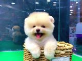 İstanbul'Da Elden Teslim Pomeranian Boo Yavrularımız