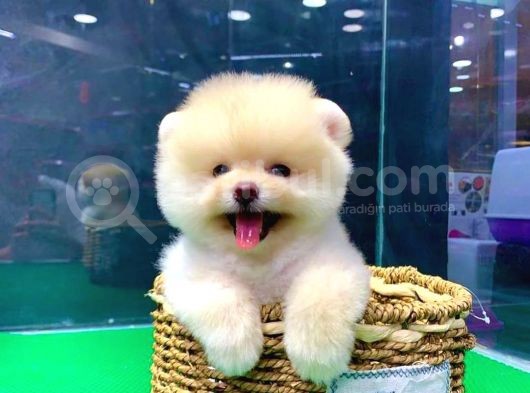 İstanbul'Da Elden Teslim Pomeranian Boo Yavrularımız görsel