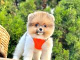 Safkan Pomeranian Boo Yavrularımız