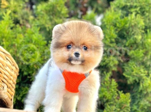Safkan Pomeranian Boo Yavrularımız görsel