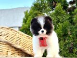 Safkan Pomeranian Boo Yavrularımız