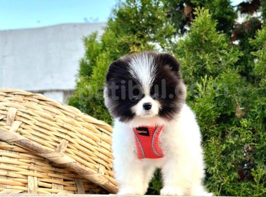 Safkan Pomeranian Boo Yavrularımız görsel