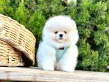 Safkan Pomeranian Boo Yavrularımız
