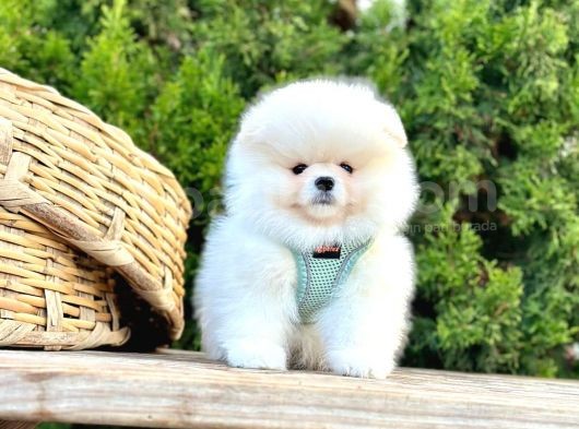 Safkan Pomeranian Boo Yavrularımız