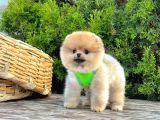 Safkan Pomeranian Boo Yavrularımız