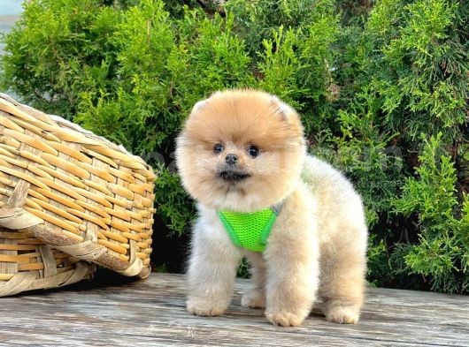 Safkan Pomeranian Boo Yavrularımız görsel