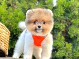 Show Kalitede Pomeranian Yavrularımız