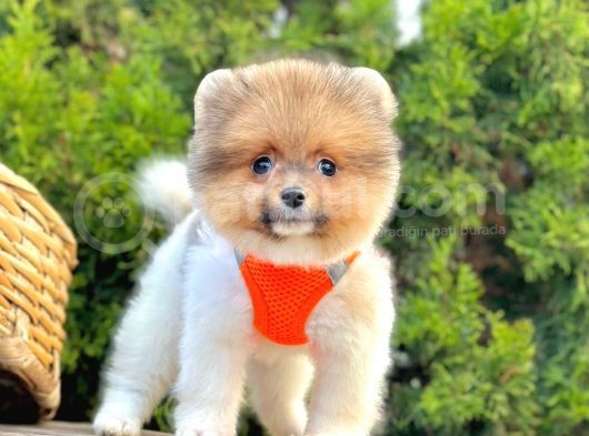 Show Kalitede Pomeranian Yavrularımız