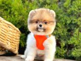Show Kalitede Pomeranian Yavrularımız