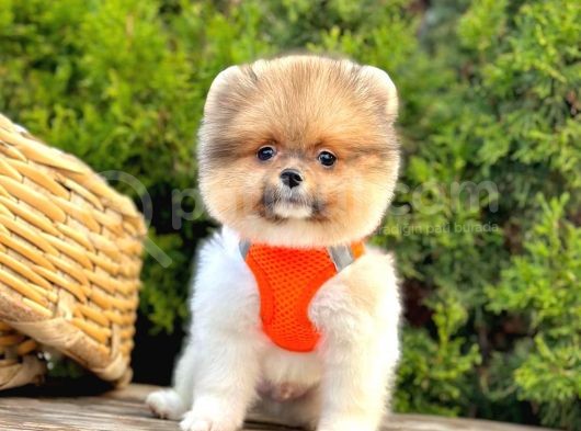 Show Kalitede Pomeranian Yavrularımız görsel