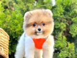 Show Kalitede Pomeranian Yavrularımız