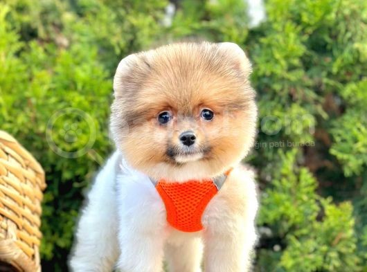 Show Kalitede Pomeranian Yavrularımız görsel