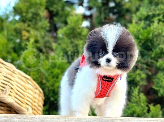 Nadir Renklerde Şecereli Pomeranian Yavrular görsel