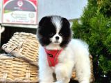 Nadir Renklerde Şecereli Pomeranian Yavrular