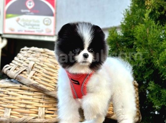 Nadir Renklerde Şecereli Pomeranian Yavrular görsel