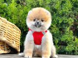 Mükemmel Kalitede Pomeranian Boo